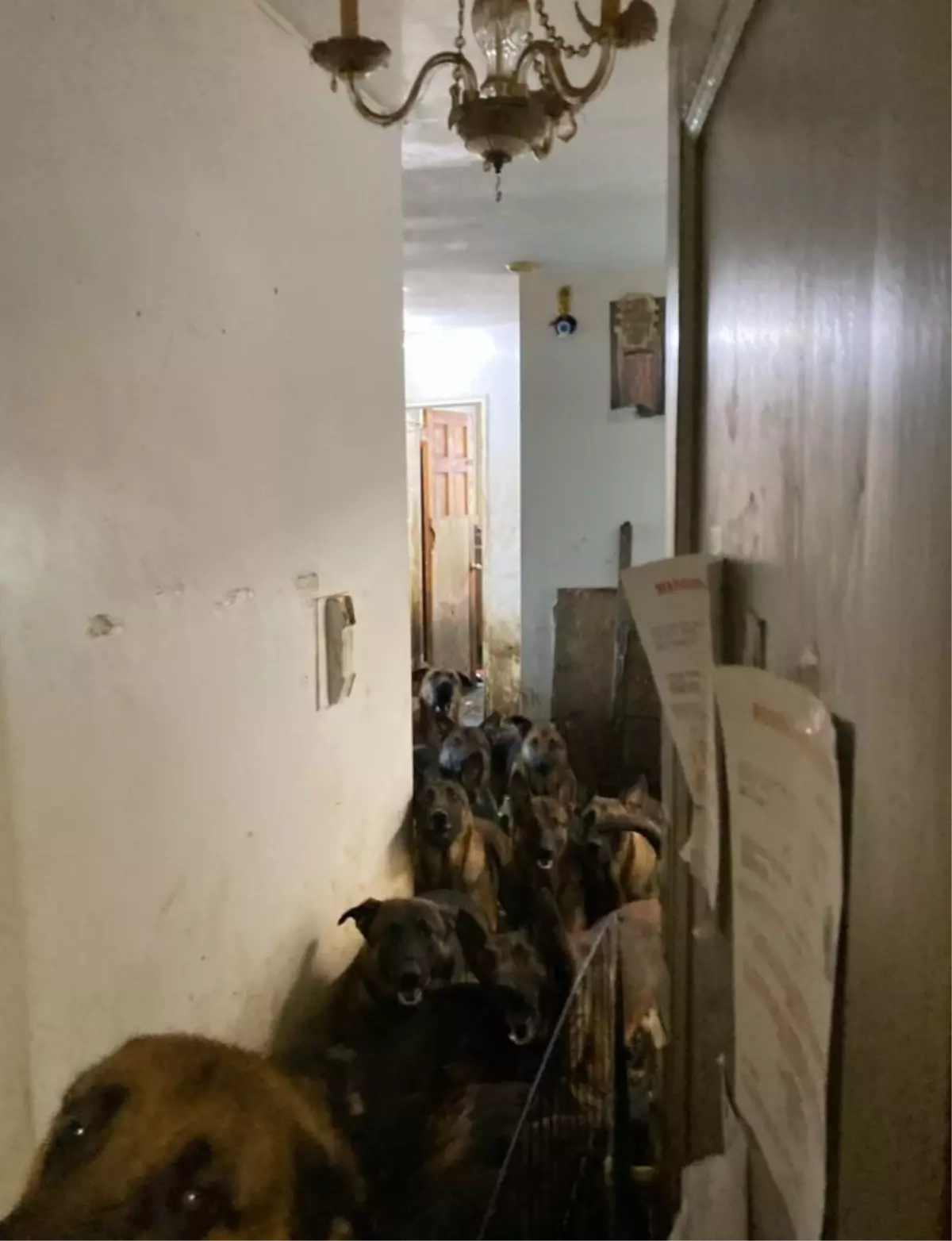 New York'ta Tahliye Edilen Dairede 48 Köpek Bulundu