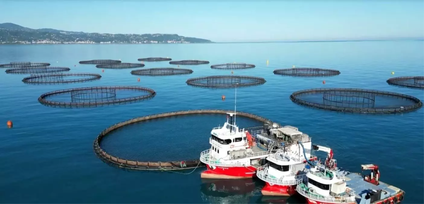 Doğu Karadeniz'de Somon Hasadı Başladı