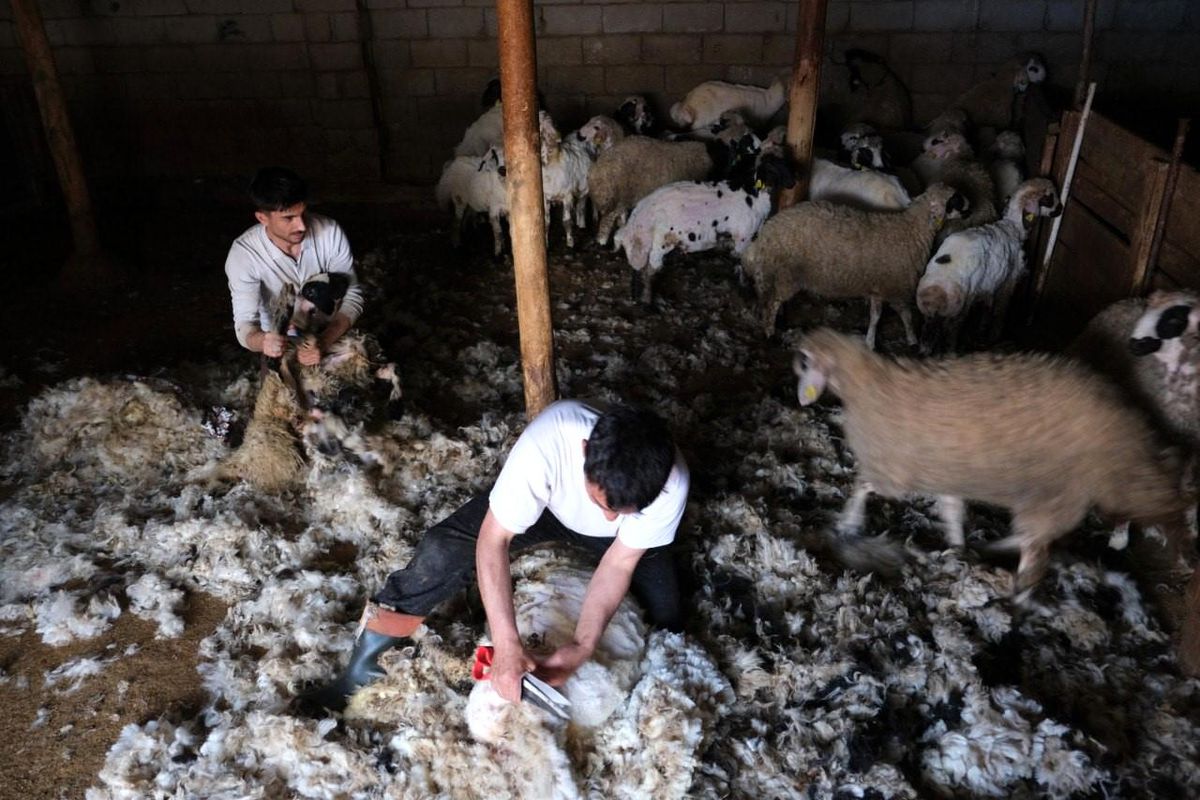 Erzincan'da Yün Kırkımı Başladı: Sıcak Havalar Hayvanları Etkiliyor