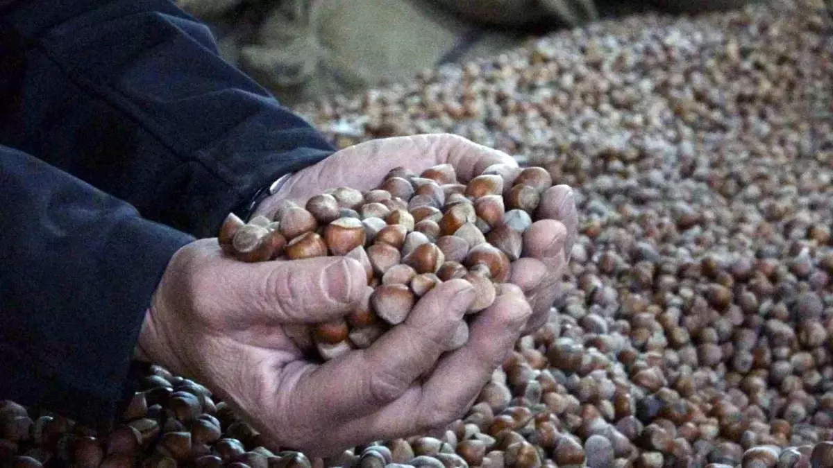Fındık Rekolte Tahmini Piyasayı Sarsıyor