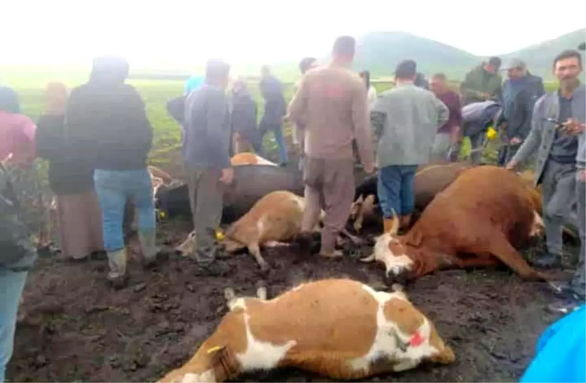 Kars'ta Yıldırım Büyükbaş Hayvan Sürüsüne İnsanı Halak Etti