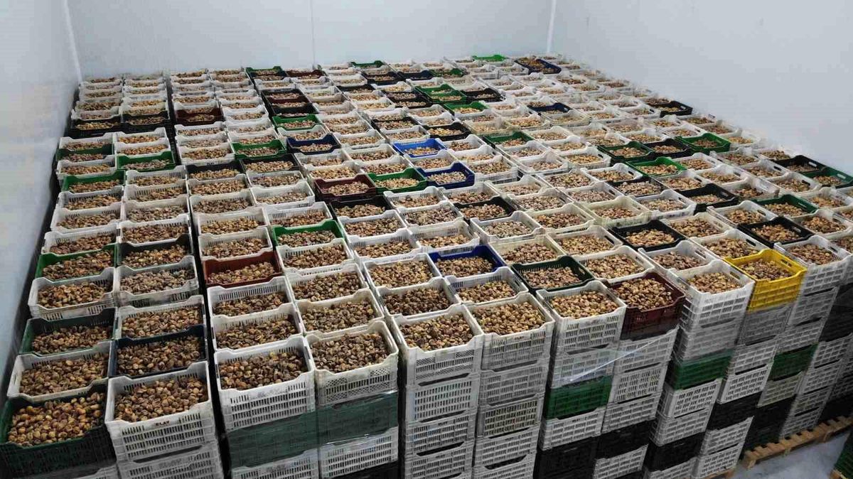 Kuru İncir İhracatı 2024/25 Sezonunda Yüzde 28 Arttı