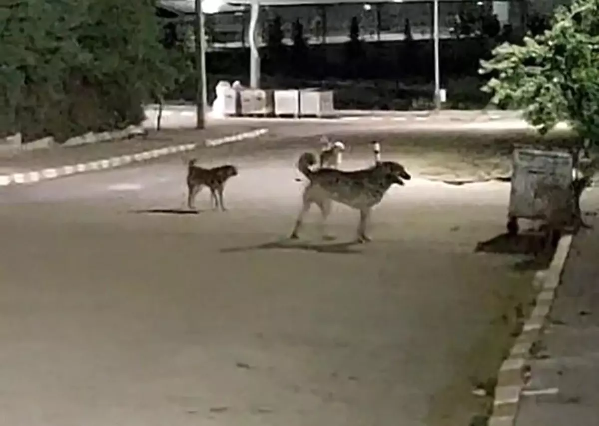 Malkara OSB'de Sokak Köpekleri Endişe Yarattı
