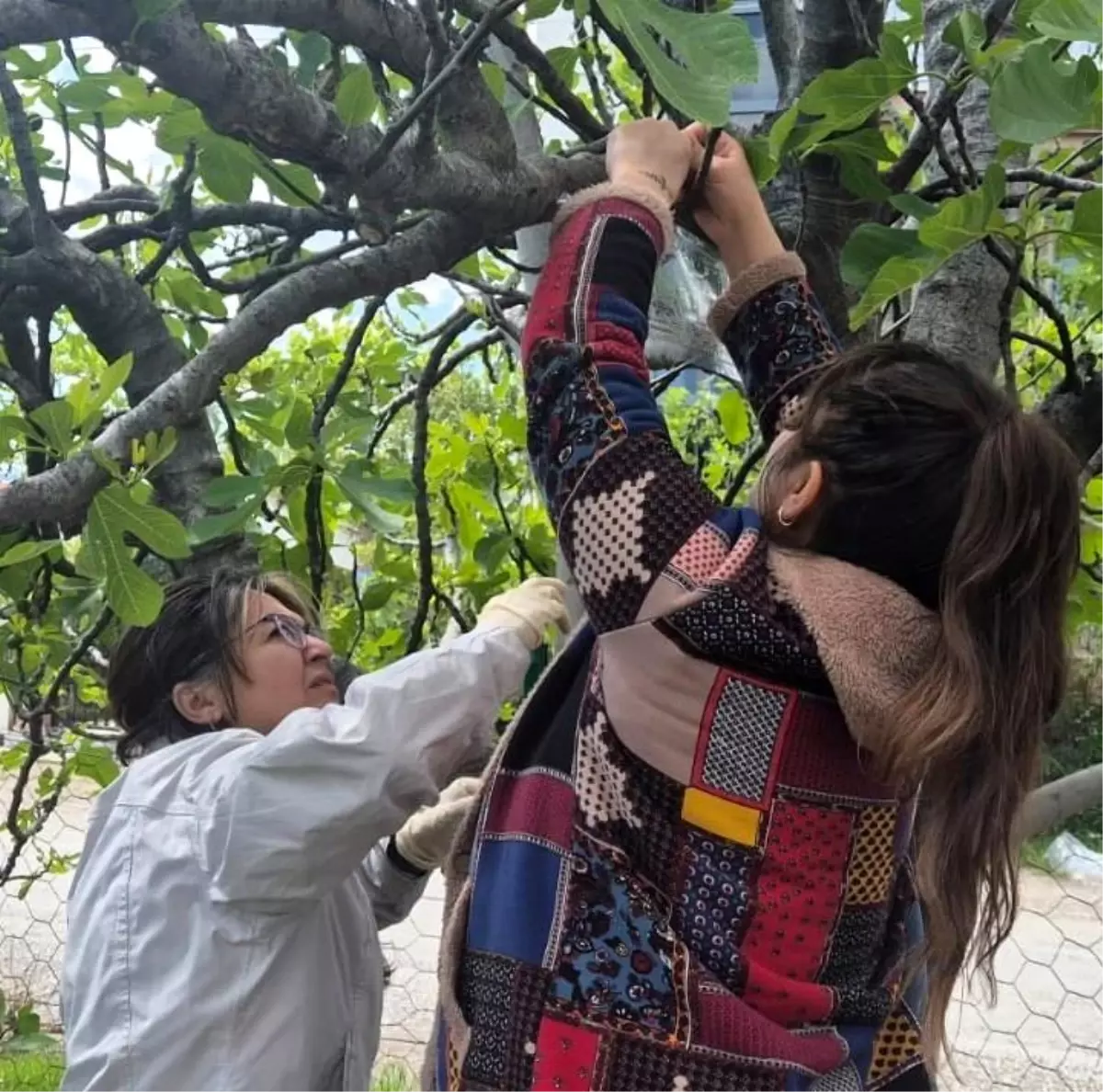 Muğla'da Kahverengi Kokarca ile Mücadele İçin Tuzaklar Yerleştirildi