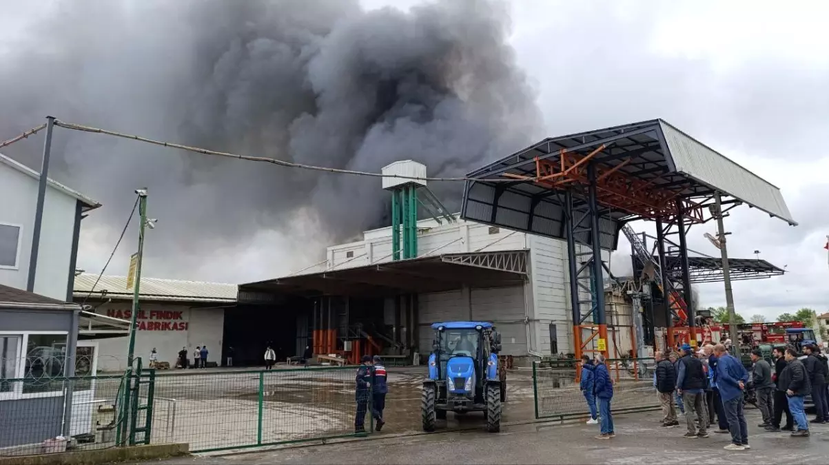 Sakarya'da Fındık Kırım Fabrikasında Yangın Çıktı