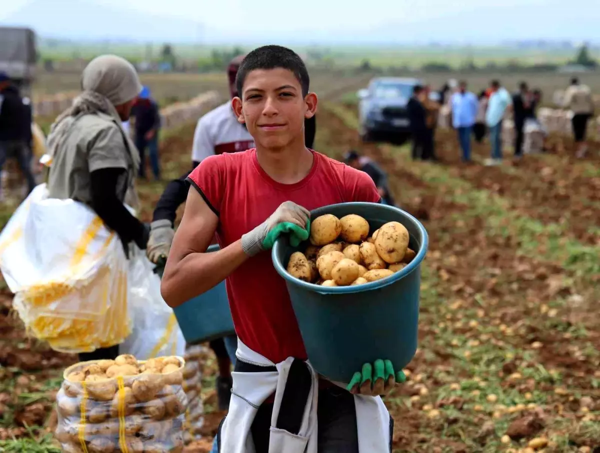 Adana'da Erkenci Patates Hasadı Başladı, Fiyatlar Düşüyor