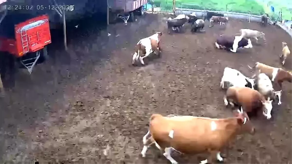 Amasya'da Deprem Anında İneklerin Panik Anları Güvenlik Kamerasında
