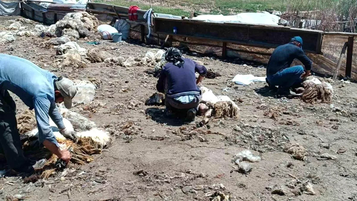 Kozluk'ta Göçerlerin Zorlu Hayatı ve Peynir Üretimi