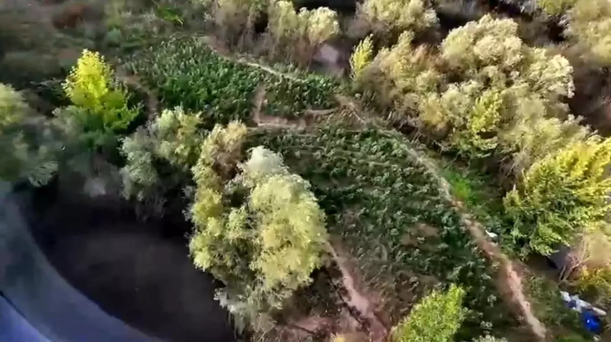 Diyarbakır'da Narko-Terör Operasyonu: 1,4 Milyon Kök Kenevir Ele Geçirildi