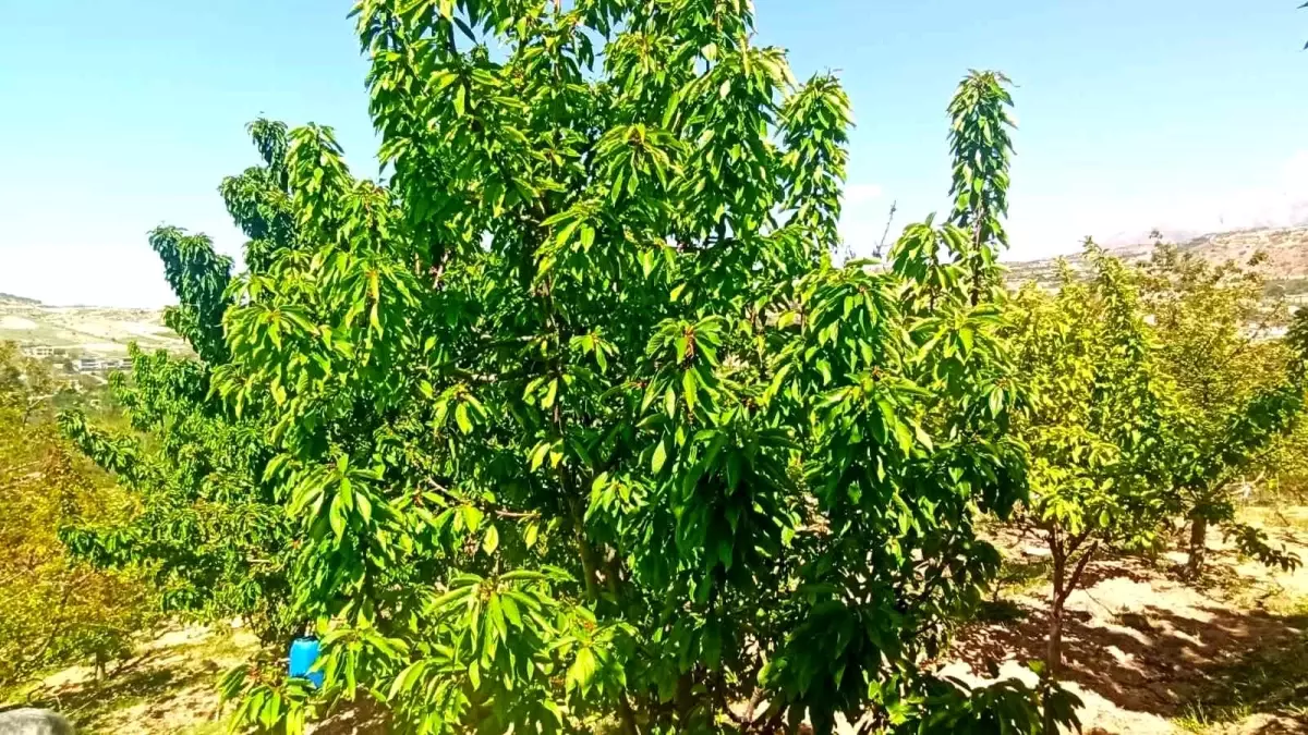 Malatya'da Zirai Don Kiraz Üretimini Vurdu, Yaprak Üretimi Umut Oldu