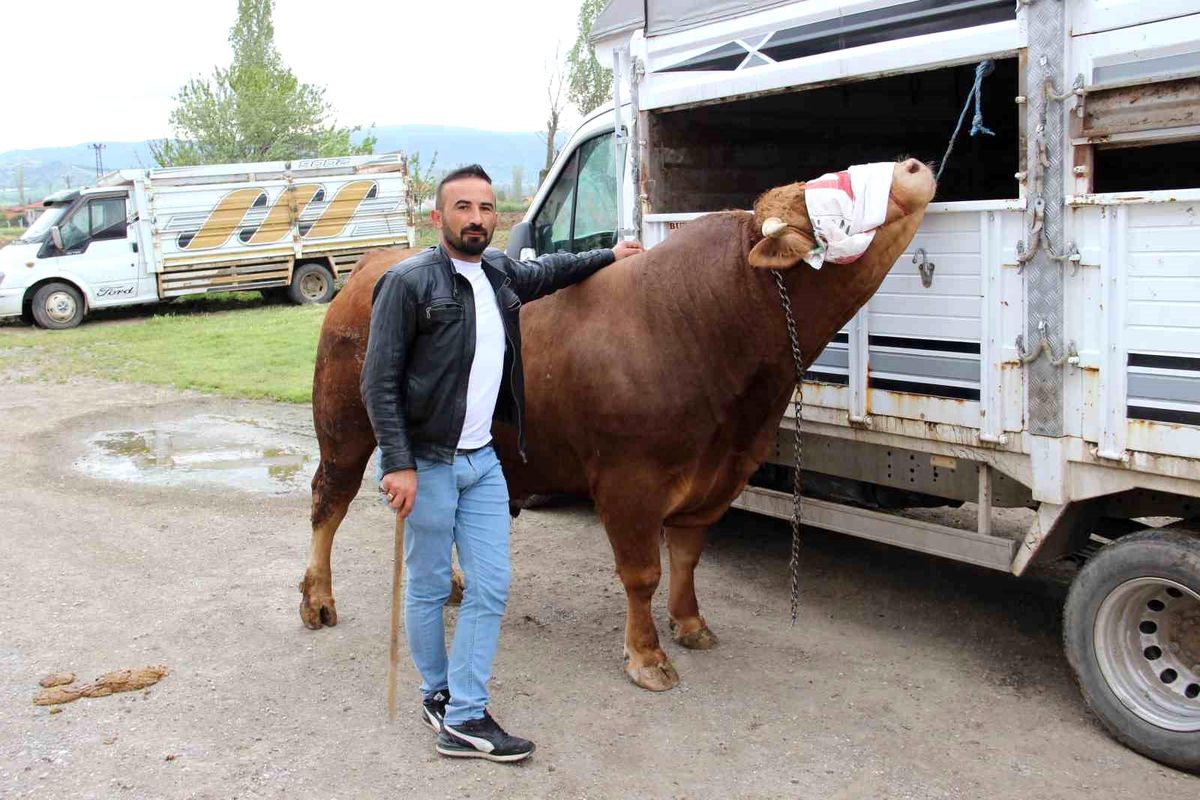 Çorum'da 1 Ton 150 Kilogram Ağırlığında 'Paşa' Kurbanlık 380 Bin TL'ye Satışta