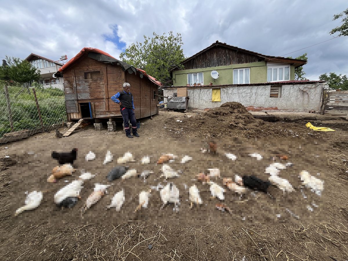 Başıboş Köpekler, 80 Kümes Hayvanını Telef Etti