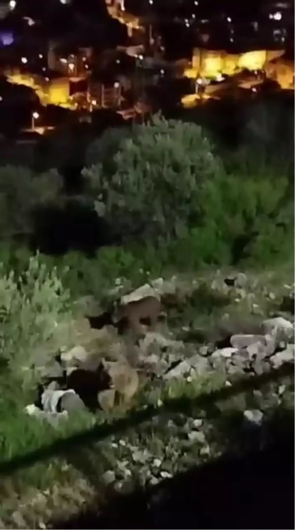 Sakarya'da 4 Bozayı Görüntülendi