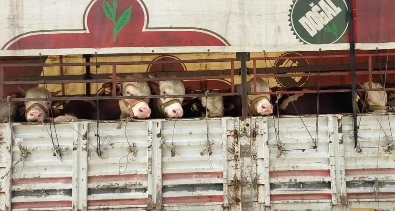 Kurban Bayramı Öncesi Hayvan Nakil Araçları Denetleniyor