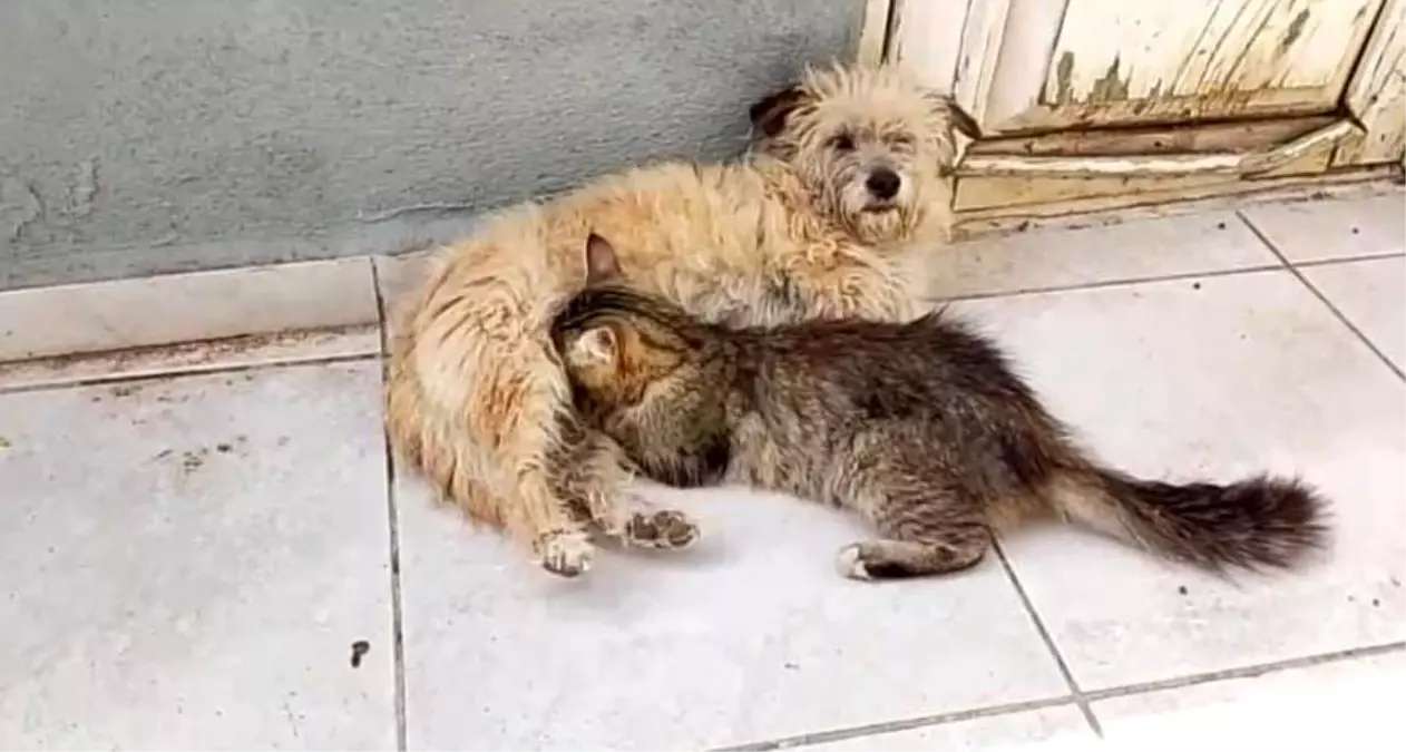 Çanakkale'de Tarçın isimli köpek, annesiz kalan yavru kediye annelik yapıyor