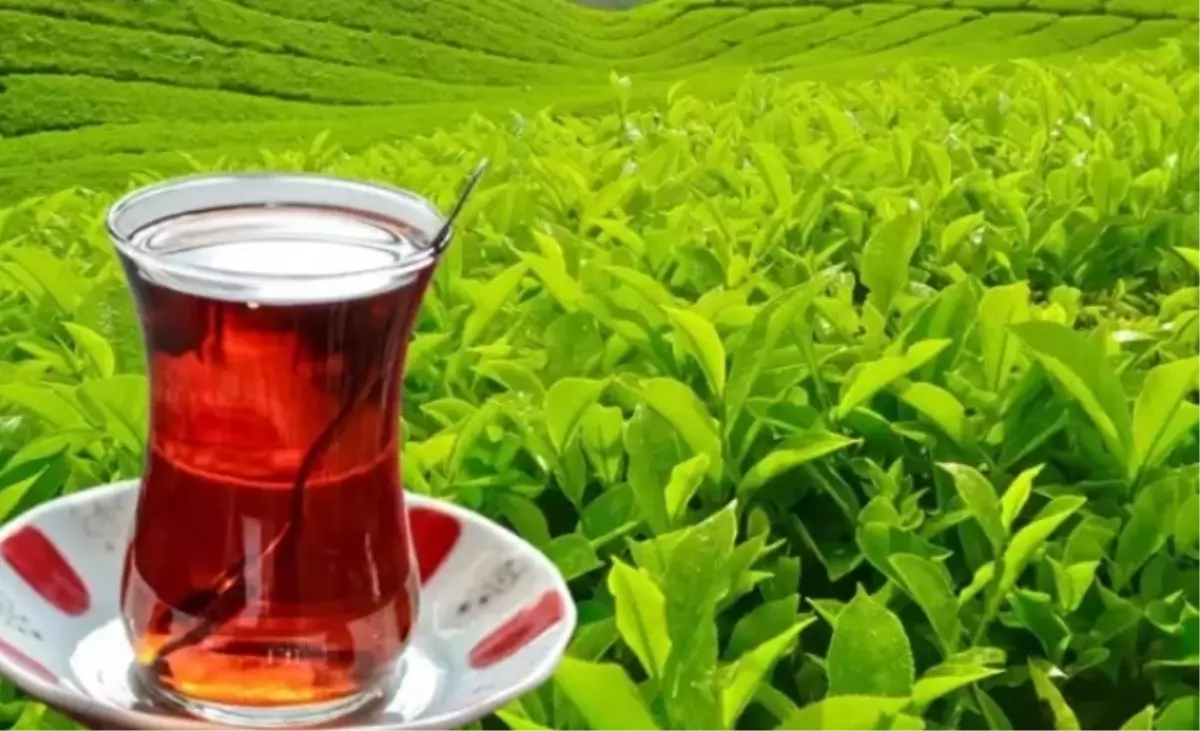 Yaş çay alım fiyatı kaç TL oldu 2025?