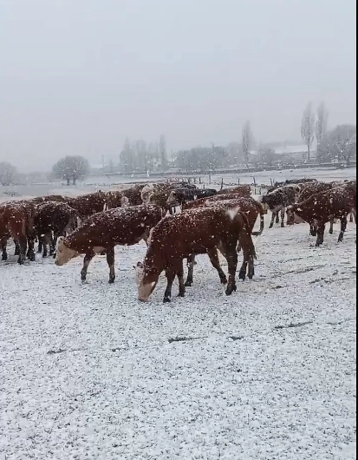 Ardahan'da Kar Yağışı Büyükbaş Sürüyü Etkiledi