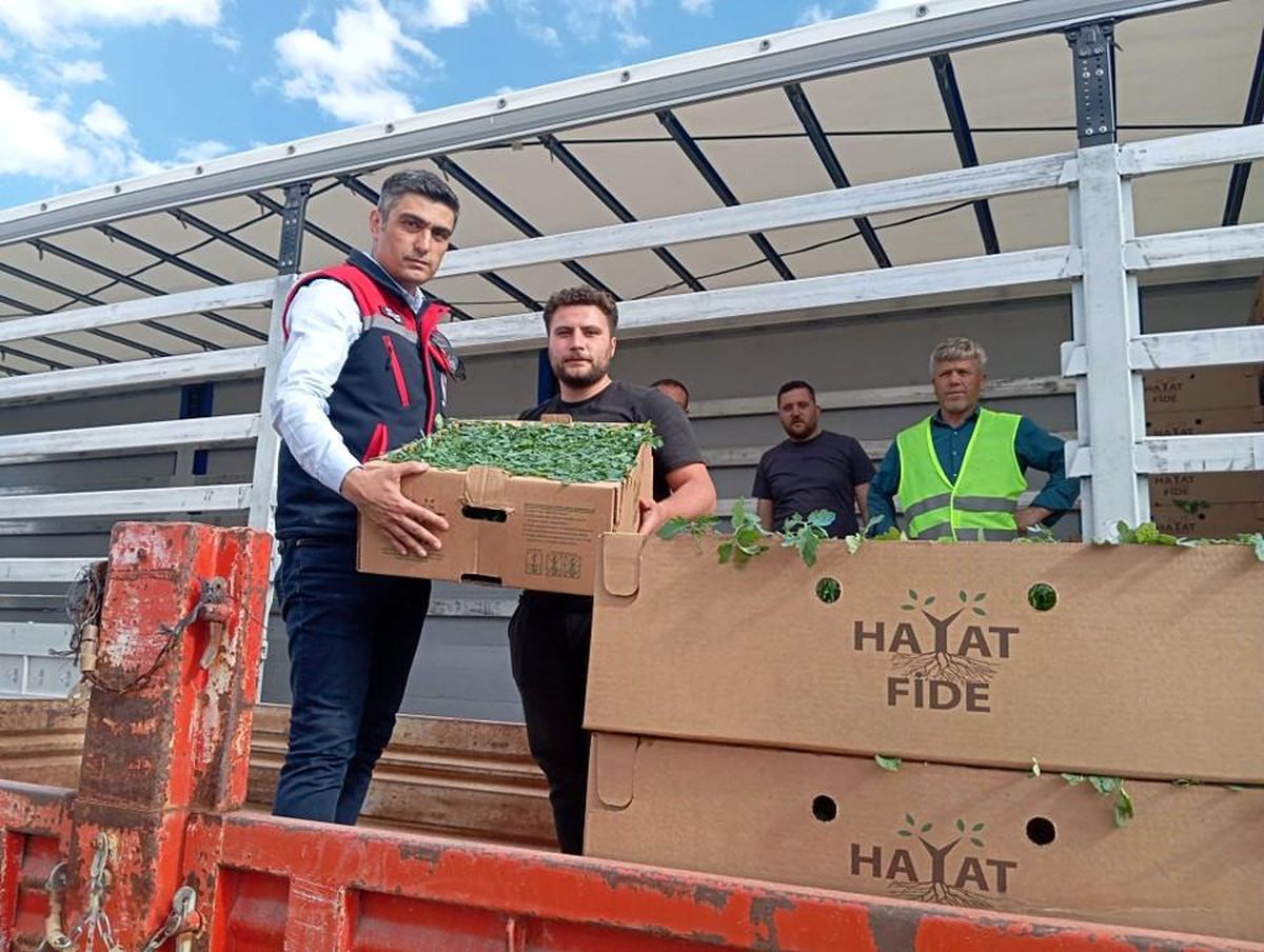 Afyonkarahisar'da Domates Yetiştiriciliği Projesi Devam Ediyor