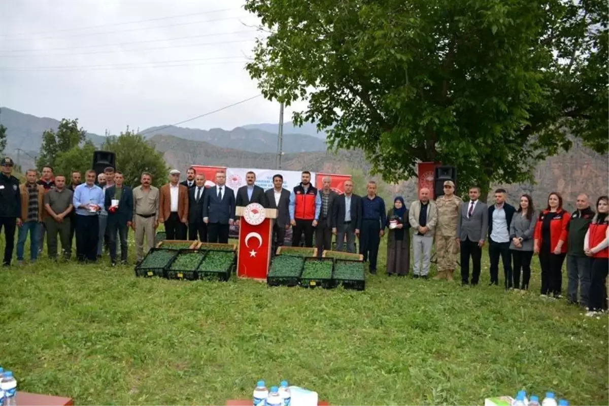 Hakkari'de Tarımsal Destek: 43 Bin Sebze Fidesi Dağıtıldı