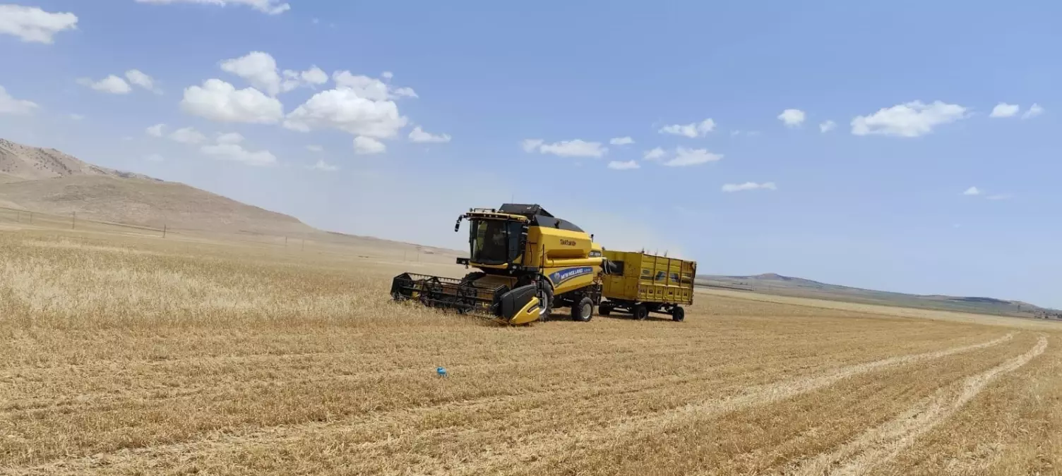 Mardin'de İlk Buğday Hasadı Yapıldı, Kilosu 17 Lira