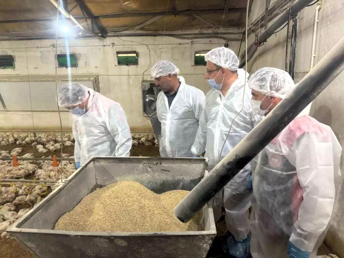 Mart Ayında Tavuk Yumurtası Üretimi Azaldı, Tavuk Eti Üretimi Arttı