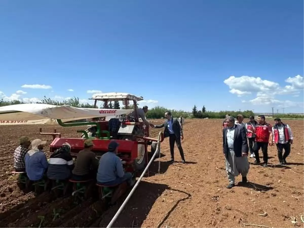 Adıyaman'da Ege Tipi Tütün Ekimi Başladı