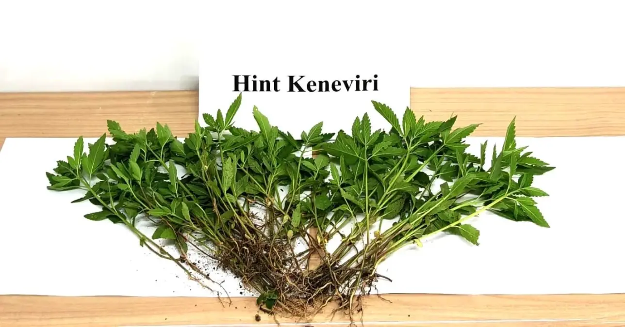 Denizli'de Kenevir Eken Şüpheli Gözaltına Alındı
