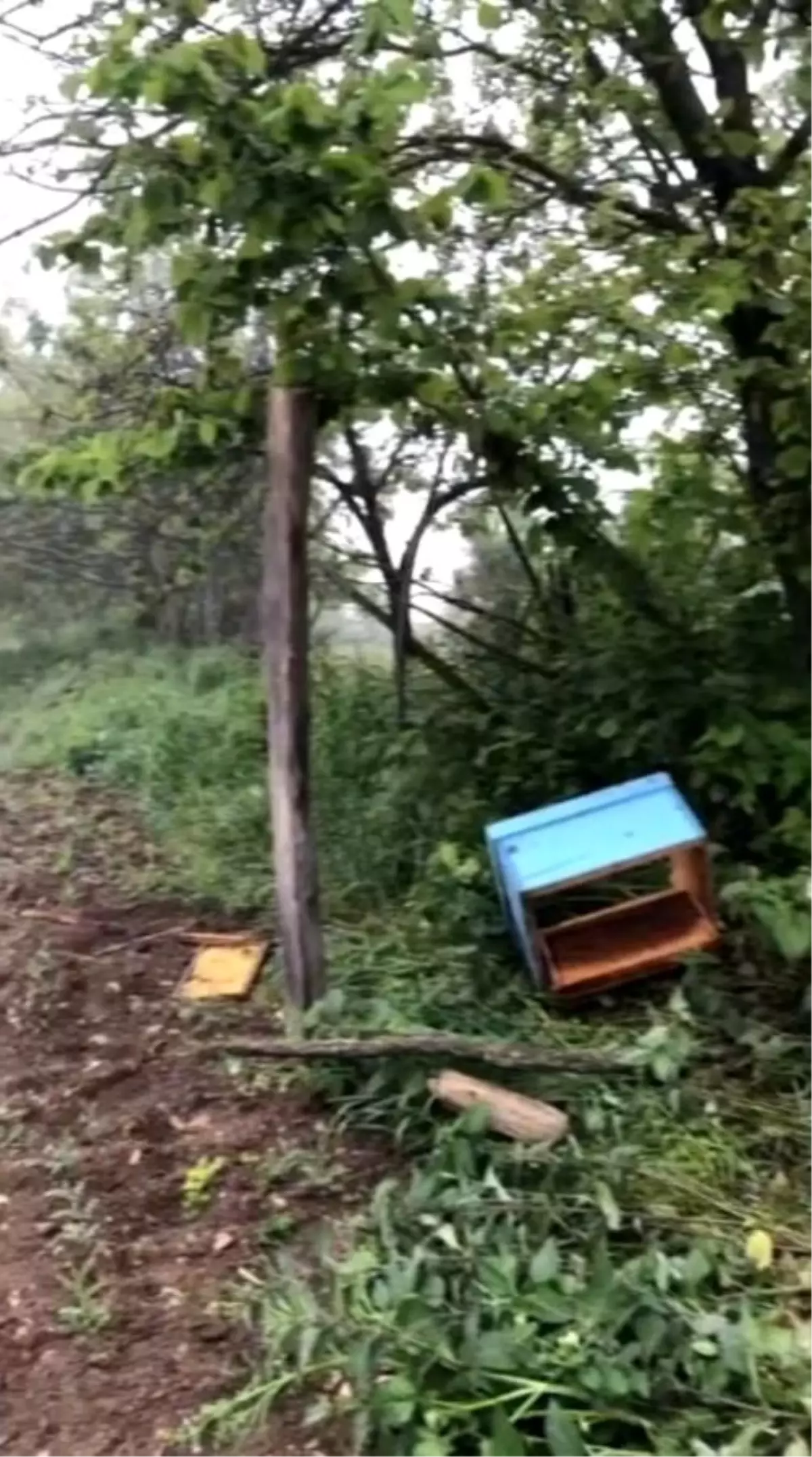 Sinop'ta Ayı Arı Kovanlarına Saldırdı