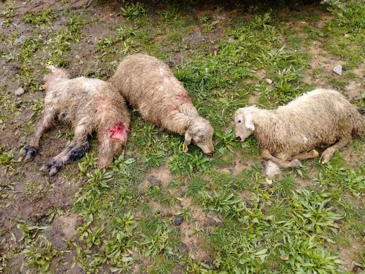 Erzincan'da Kurtlar, 15 Kuzuyu Telef Etti