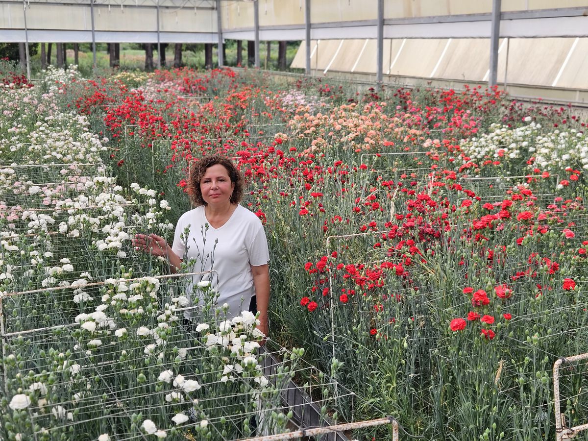 BATEM, Karanfil Üretiminde Fusarium Hastalığına Dayanıklı Yerli Türler Geliştiriyor