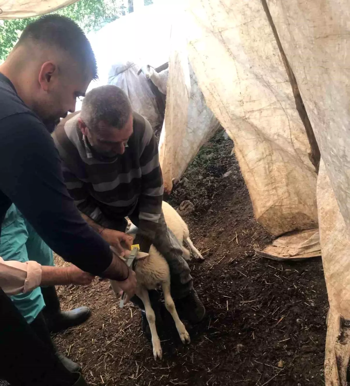Ortaca'da Küçükbaş Hayvan Aşılama ve Kimliklendirme Çalışmaları Devam Ediyor