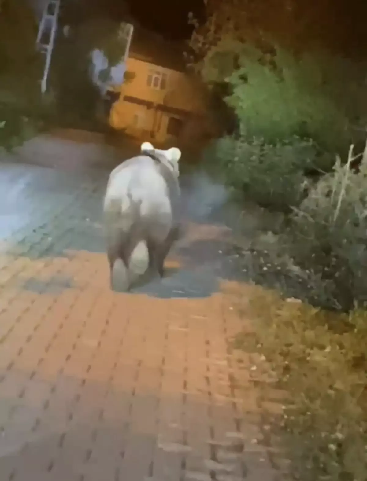 Bartın'da Yola Çıkan Bozayı, Otomobildekiler Tarafından Görüntülendi