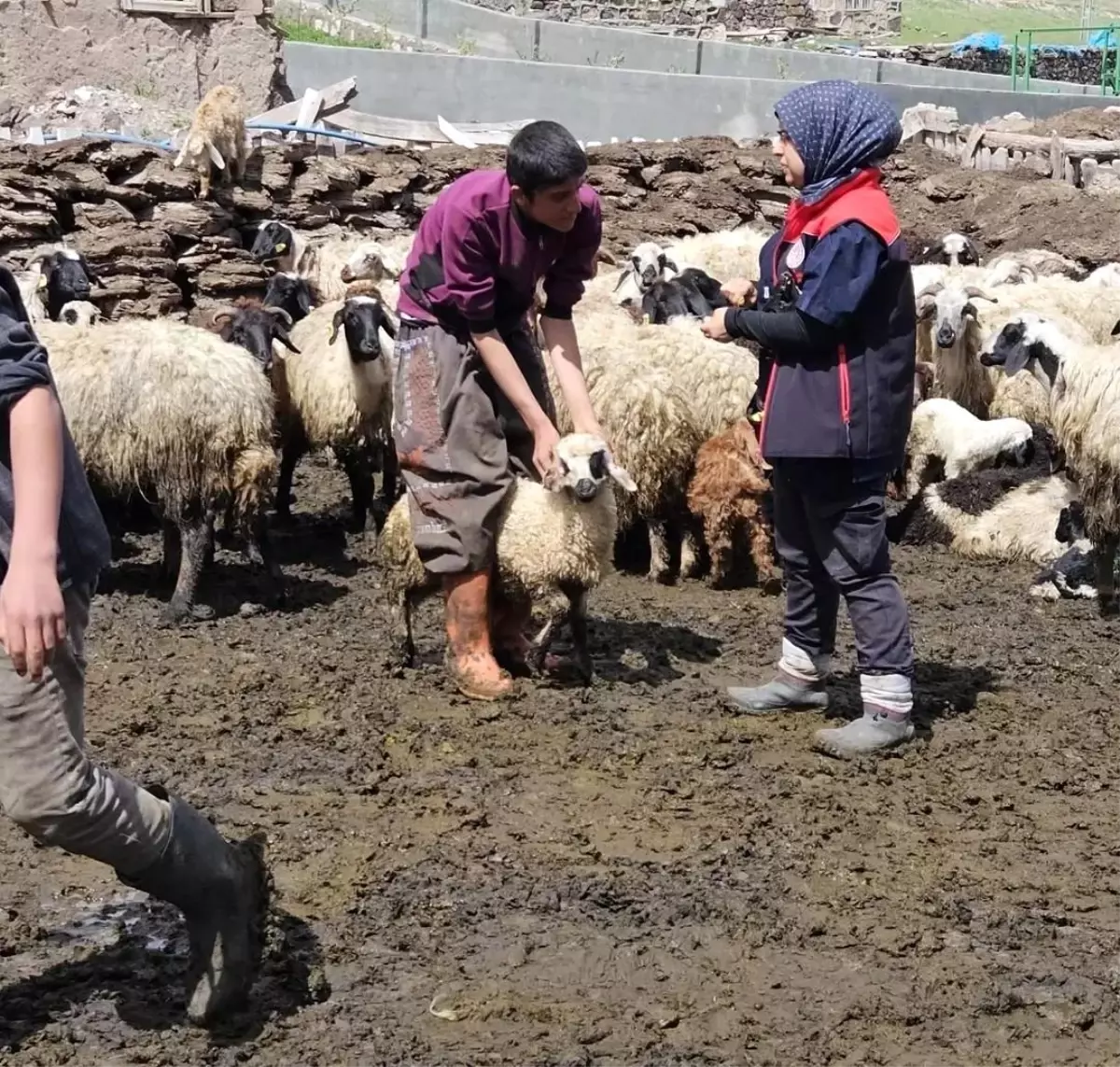 Diyadin'de Küçükbaş Hayvanlara Küpe Takma ve Aşı Çalışmaları Devam Ediyor