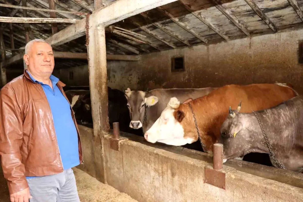 Erzurum'da Kurban Bayramı Öncesi Hayvan Pazarında Fiyatlar Artmaya Devam Ediyor