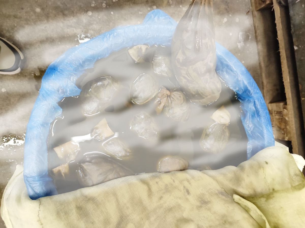 Edirne'de Yasa Dışı 8 Bin 273 Sülük Ele Geçirildi