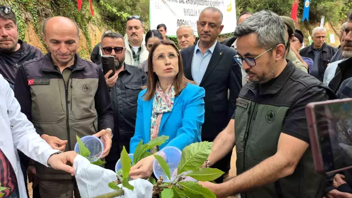 Bartın'da Gal Arıları ile Mücadele İçin Yararlı Böcek Salınımı