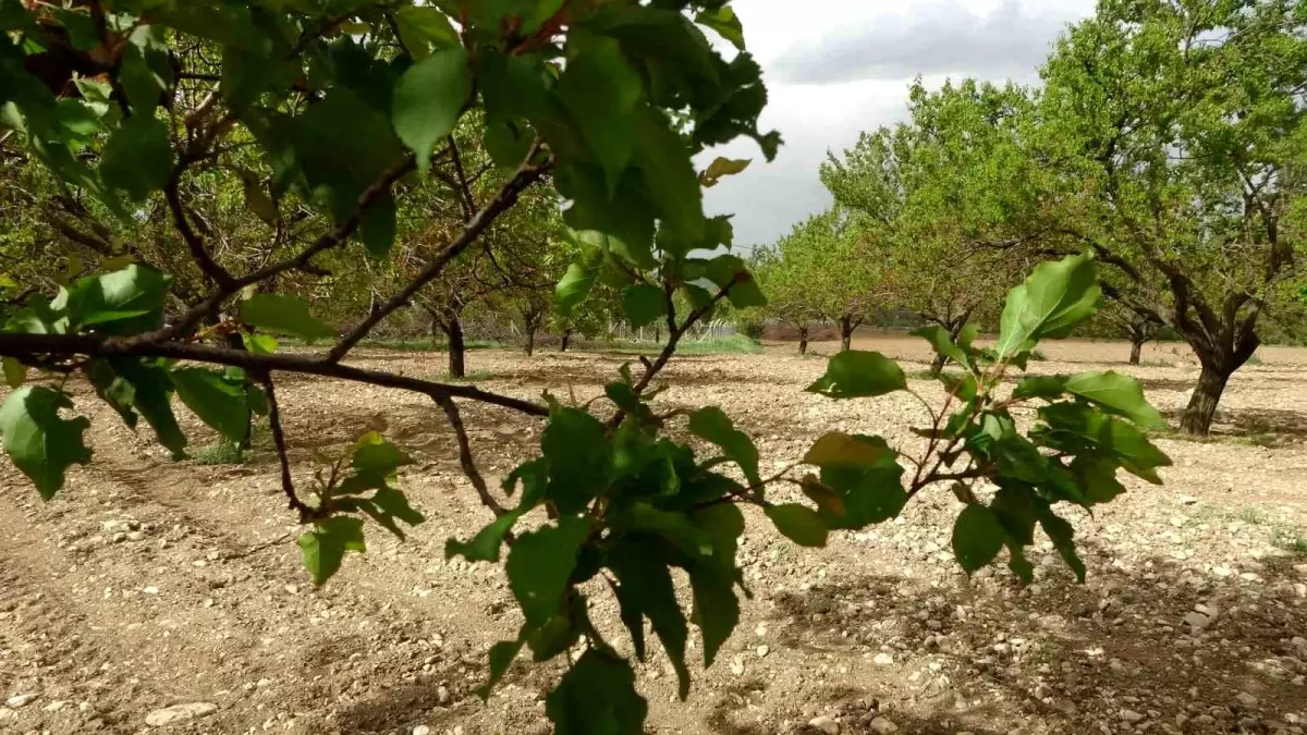 Malatya'da Kayısı Ağaçları Yeniden Yeşerdi