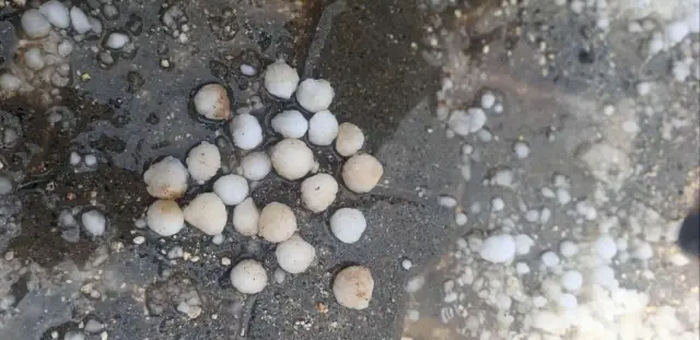 Hail the size of walnuts fell, fruit trees were devastated