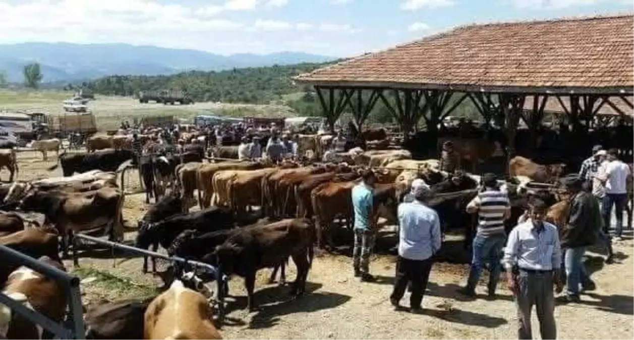 Kastamonu'da Kurban Pazarında Şap Hastalığı Tespit Edildi