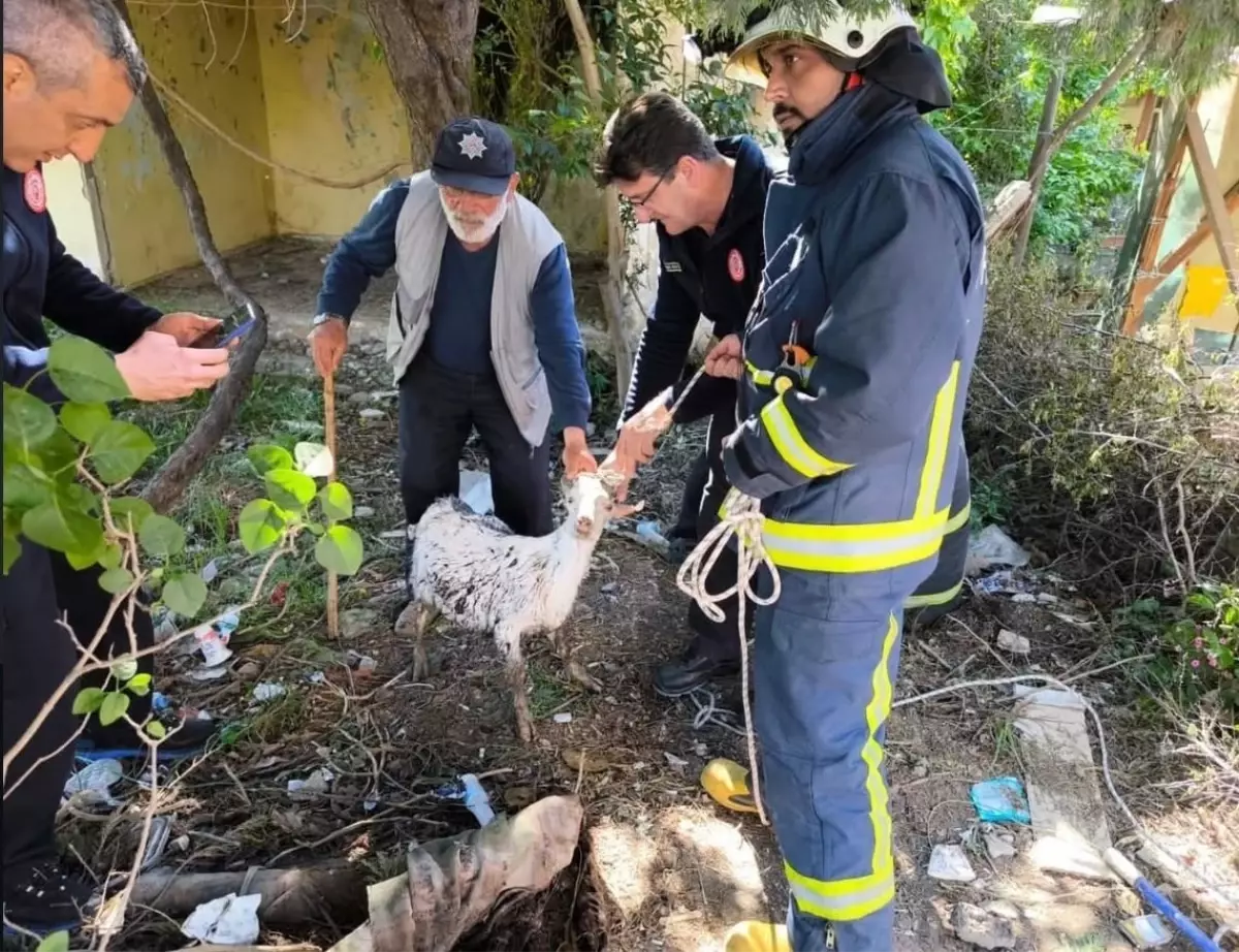 Yalova'da Keçi Logan Kuyusundan Kurtarıldı