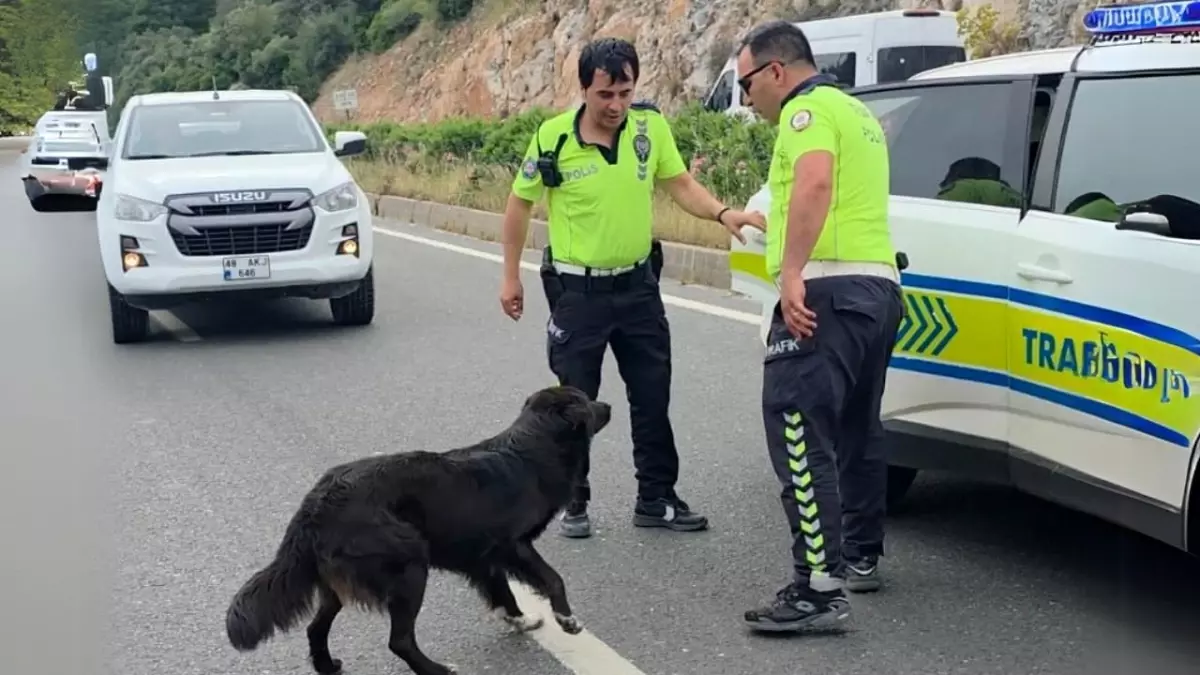 Polis Ekiplerinden Sokak Köpeğine Özel İlgi: Kazada Hayvan Hakları Dikkat Çekti