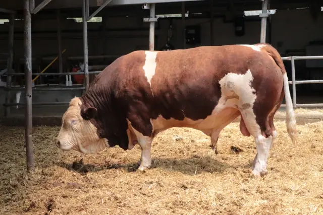 More than 1.5 tons! Here is the price he wants for the calf he takes care of