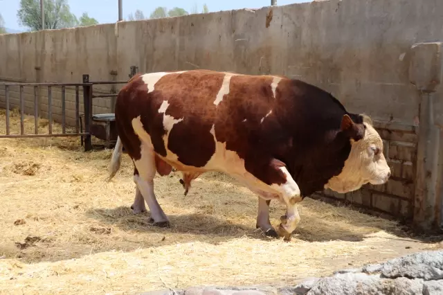 More than 1.5 tons! Here is the price he wants for the calf he takes care of