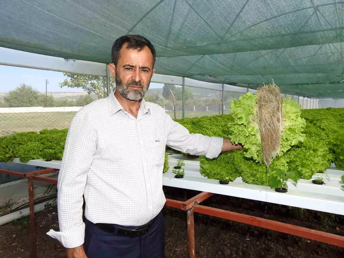 Gaziantep'te Çiftçi, Topraksız Tarımla Marul Üretiminde Yeni Rekor Kırdı