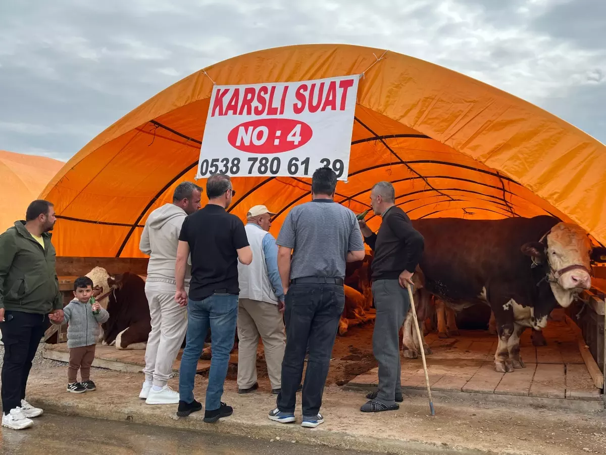 Ankara'da Kurban Pazarı'nda Yoğunluk: 'Paşa' İsimli Boğa 345 Bin TL'ye Satışta