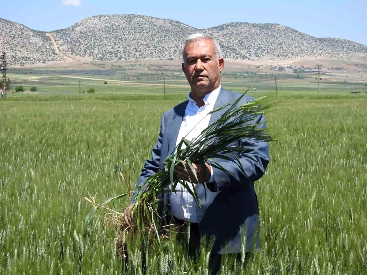 Gaziantep'te Buğday Rekoltesinde Beklentiler Yüksek