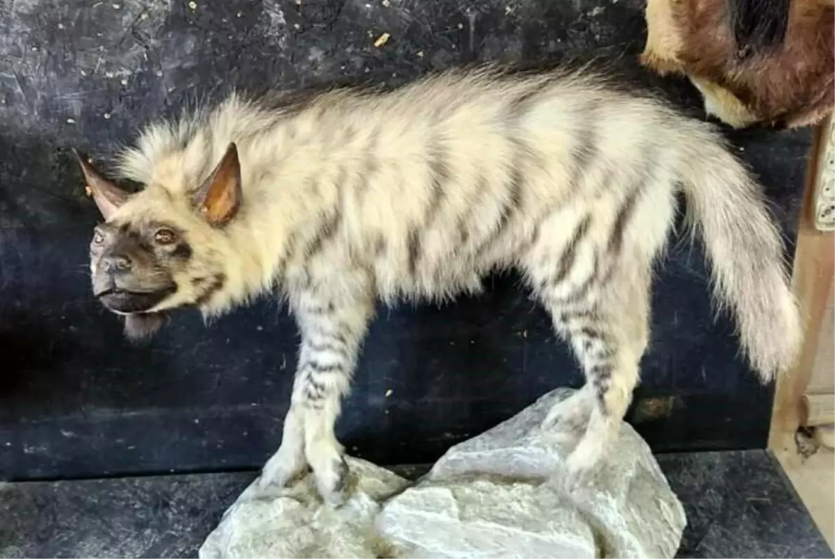 Nesli Tükenme Tehlikesi Altındaki Çizgili Sırtlanın Tahniti Yapıldı