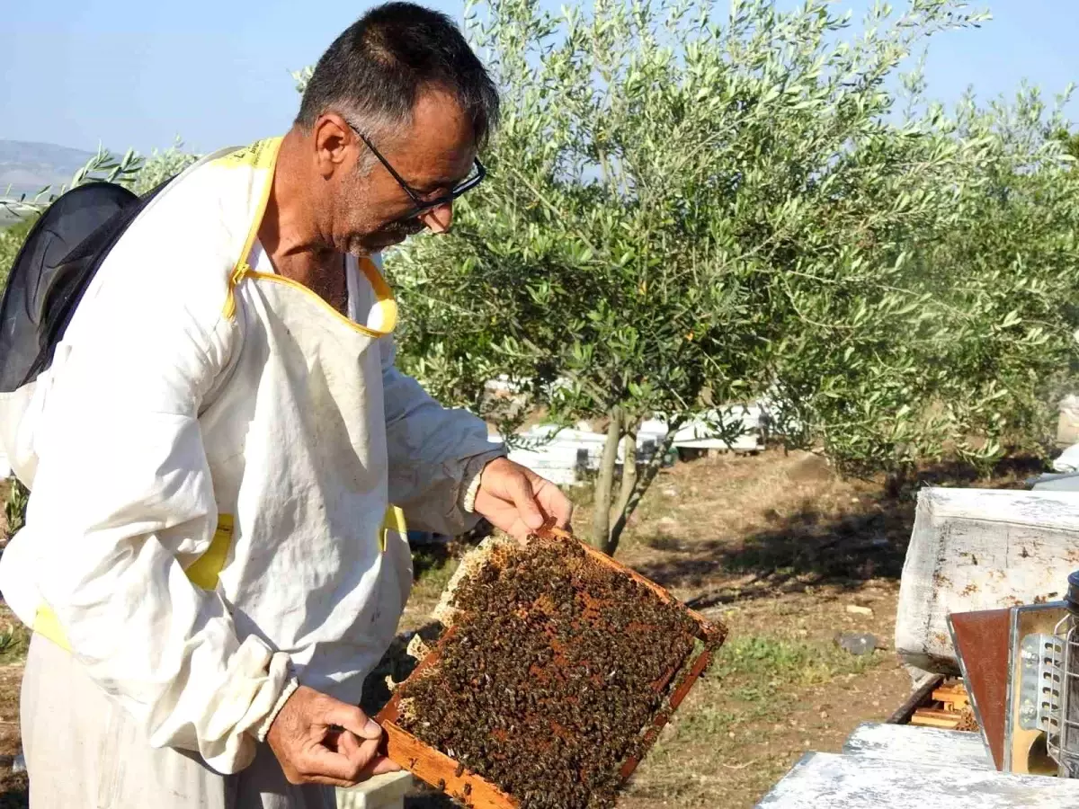 Doktorun Tavsiyesiyle Başladı, Yılda 2 Ton Bal Üretiyor