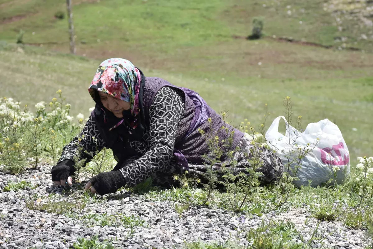 Doğada Kendiliğinden Yetişen Madımak Otu Sivas'ta Pazarda Satışta