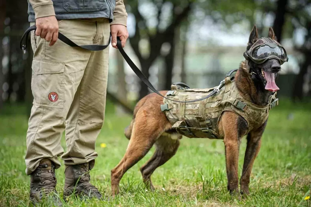 Türk Silahlı Kuvvetleri'nin Eğitimli Köpekleri Kahraman Mehmetçik'e Destek Oluyor
